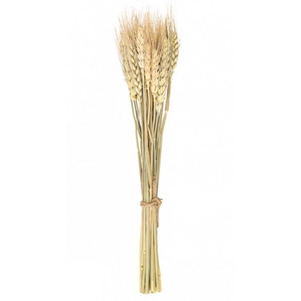 E-shop Buket z 24 pšeničných klasov 35 cm