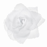 Dekorácia na auto samolepiace Ruže, biele 9 cm, 24 ks