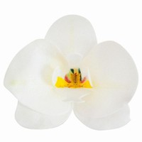 Dekorácia na tortu z jedlého papiera Orchidea biela 8,5 x 7,5 cm (10 ks)