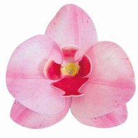 Dekorácia na tortu z jedlého papiera Orchidea ružová 8,5 x 7,5 cm (10 ks)