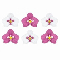 ORCHIDEJ pamrov Aloha bl a fuchsiov 6ks
