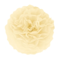 Pom pom krmov 25 cm