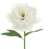 Uml kvtina  Pivoka, 35 cm, bl